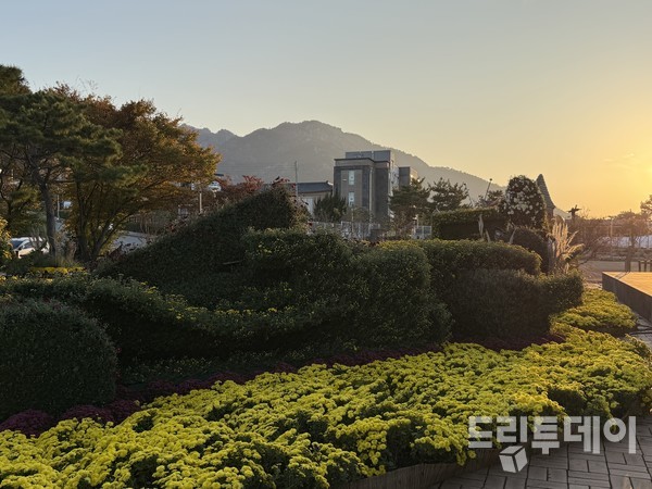 국화도 가로수도 태양도 붉게 물들어가는 월출산의 가을.