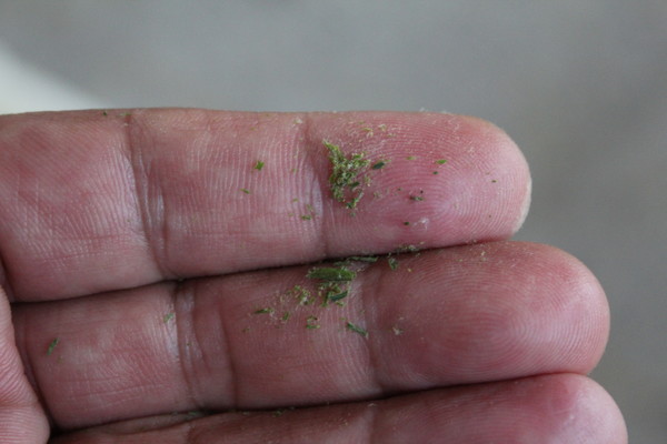 건조를 마치고 방금 밖으로 나온 찻잎을 엄지와 식지로 비볐을 때 가루가 되어 부서진 안길백차. 수분함량이 ‘0’에 가까운 가루와 함께 백호도 보이는 상태이다. 바늘처럼 날카로운 차 싹의 봉묘(峰苗)가 바늘처럼 살 속으로 파고든다. 