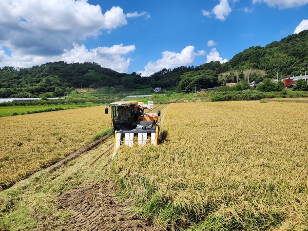 광양지역 벼 수확 현장. 전남도 제공