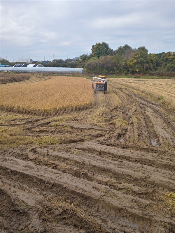 트랙터로 벼 수확이 한창이다.