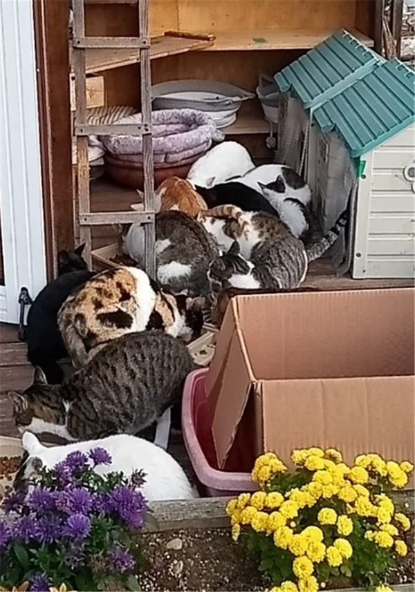 추워지는 늦가을 어느 날 아침, 대가족 냥이네의 식사 모습. 다시는 볼 수 없는 풍경.