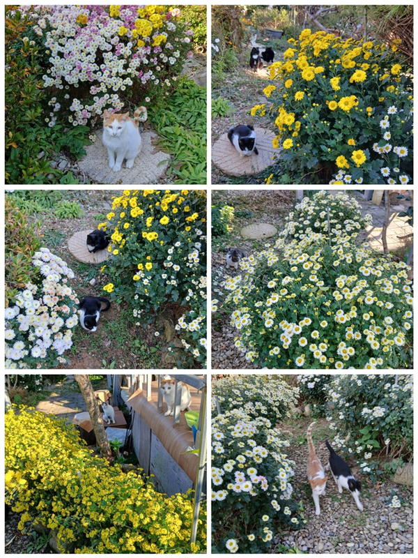 마당의 국화들과 냥이들