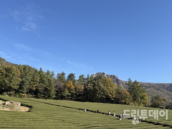 다원을 거니는 다낭시 관계자들.