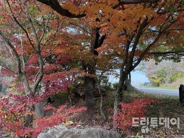 영암 죽정리의 단풍.