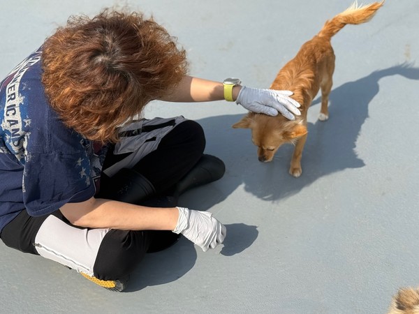 광주동물보호센터에서 자원봉사자가 유기견을 돌보고 있다.  광주시 제공.