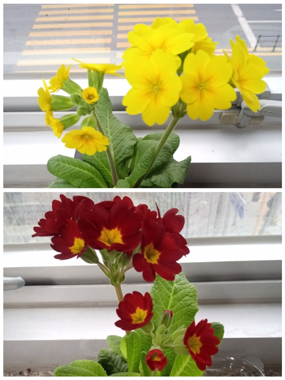 프리뮬러, 복주머니, 카랑고에 - 뉴스 썸네일 이미지