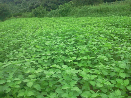 “깻잎, 무료로 따가세요”