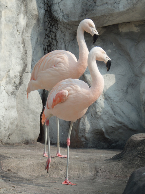 [동물과 삶]홍학(flamingo)에게 물어봤어