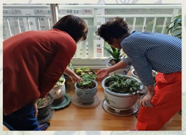 돌봄지원사업을 활력을 되찾아 화분을 돌보시는 어르신. 서구노인복지관 제공