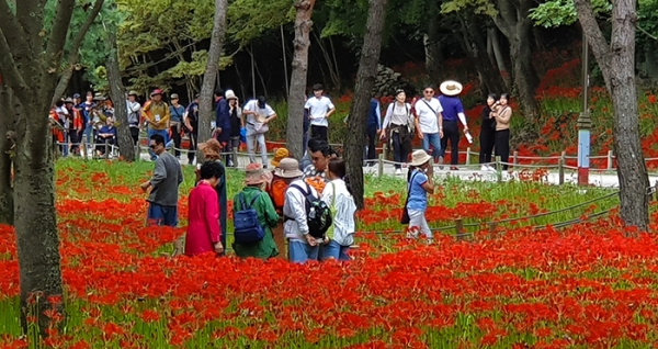 영광 불갑산 상사화축제.